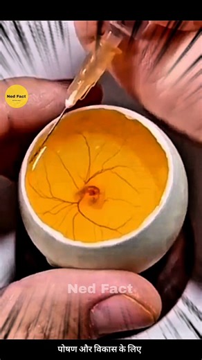 why mosquito drink human blood 🤯