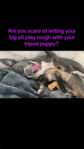 Rosa Acosta's Rescue Puppy and Big Pit Bull Playtime