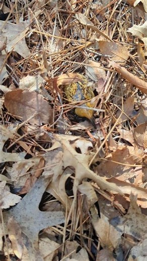 Check out this big bug