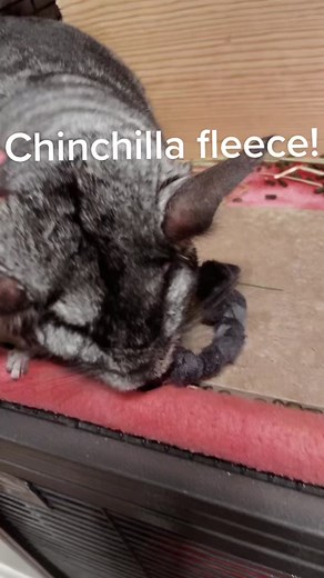 Essential Guide to Chinchilla Fleece for Happy Pets