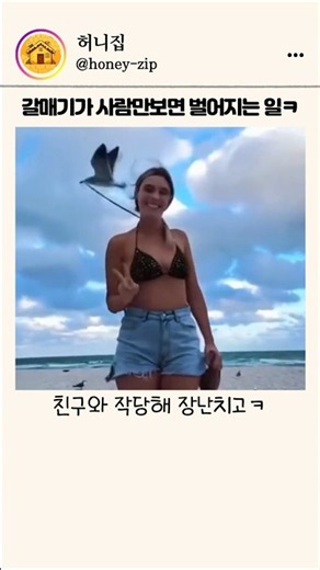 해변 갈매기들이 사람만 보면 벌어지는 일 ㅋㅋ