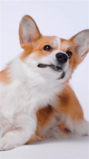 4.3K views · 44 reactions | Do you know the difference between allergies and intolerances? ➡️ Learn more about how to support your pet's allergies or intolerances naturally: https://tinyurl.com/y6c9b2r7 | Dr. Judy Morgan's Naturally Healthy Pets | Facebook