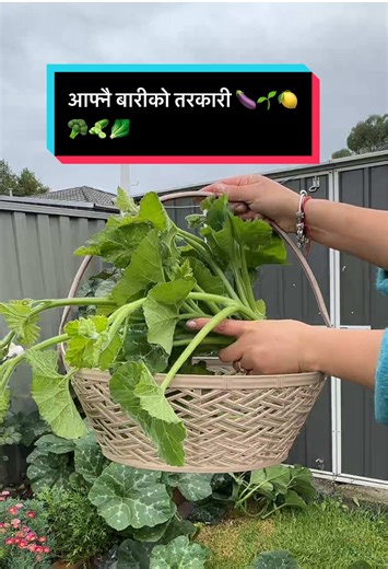 Harvesting Joy: Picking Fresh Vegetables from My Garden