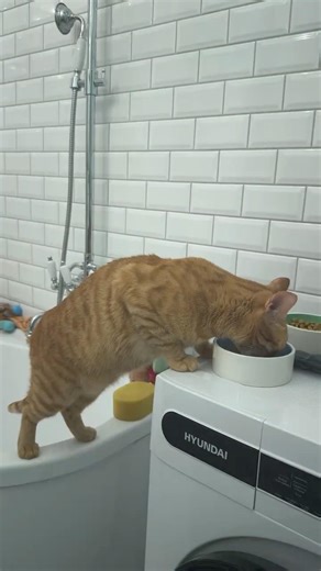 Голод #cat #котофейка #веселыекоты #котики #видосыоткота #кот #прикольныекоты #красиваякошка #мем