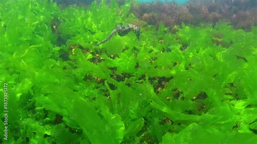 Seahorse Hippocampus hippocampus swims above green algae Enteromorpha intestinalis in the Black Sea