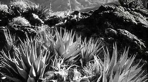 Ansel Adams. Photographer of wonders