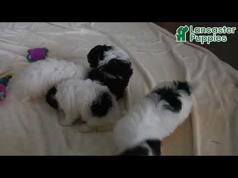 Lively Biewer Terrier Puppies