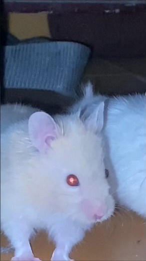 சிங்கம்🦁