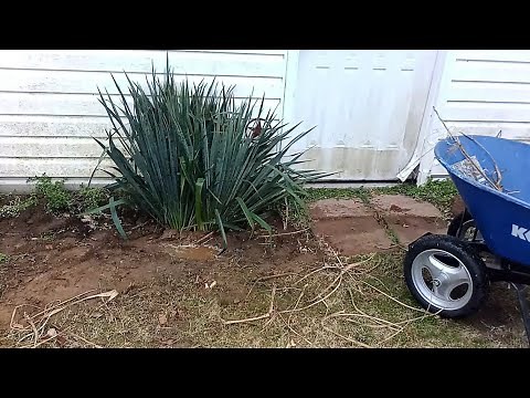 Transplanting a Yucca Plant