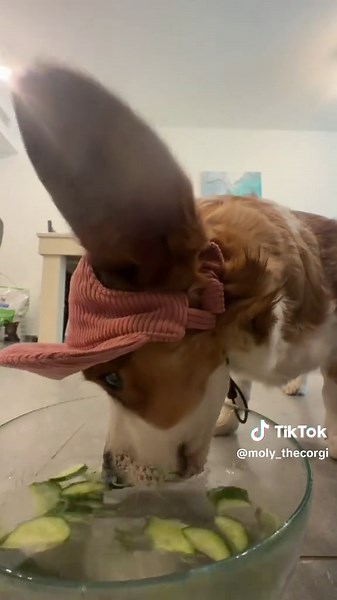 ‏Enjoy 🥒🥒🥒 #corgi #asmr #dogs