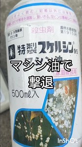 柚子の葉が黒い原因と対処する花柚子栽培柑橘類かんきつみかんレモン