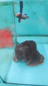 2.1K views · 17 reactions | Stonefish feeding. | Iwarna Aquafarm | Facebook
