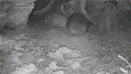 Rare flightless New Zealand parrot hatches egg