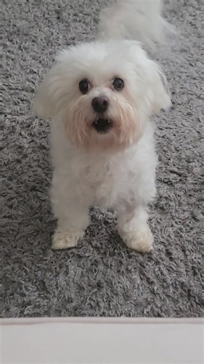 Maltese Dog Barking Video Compilation