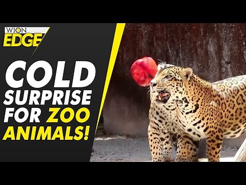 What this Mexican zoo is doing for animals to beat the heat | WION EDGE