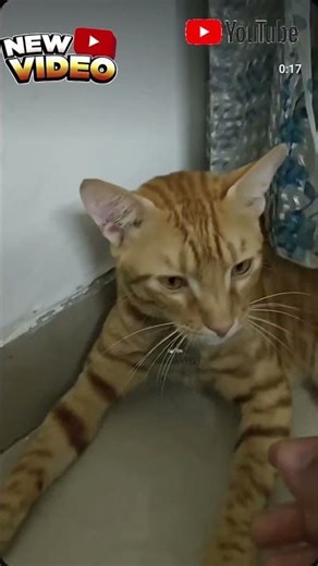 Angry Cat Attacks Human! 😼 (Focuses on the fight#viral #funny #funnycat #cutecat #cute #catvideos #c