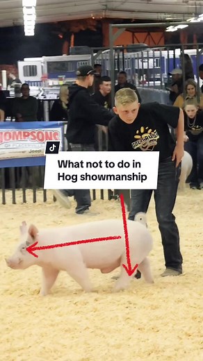 Hog Showmanship Tips and Tricks for Showpigs