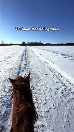 The Hilarious Ride: Equestrian Fails and Bucking Horses