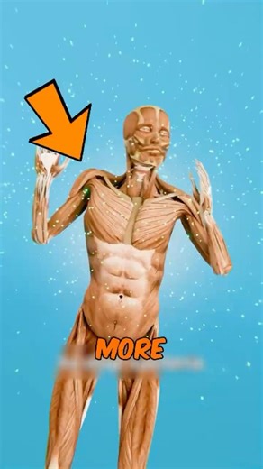WHAT HAPPENS To Your Body Without Skin?