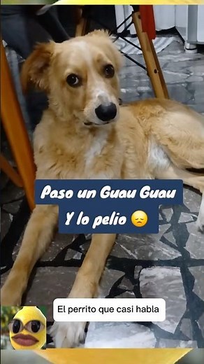 The puppy who tells what happened to him #funnypuppies #dogs