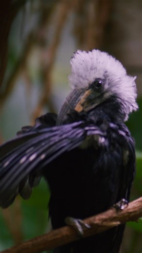 Step off the subway and into the heart of Africa. Get tickets for spring break now. | Bronx Zoo | Facebook