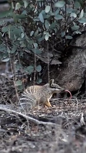 Australian Wildlife Conservancy on Instagram: "#FridayFeels: This numbat has a very good reason to be sleepy—it needs to eat up to 20,000 termites every day! The numbat is the only Australian marsupial fully active by day, thanks to its unique diet. While it has powerful claws for its size, unlike other termite predators, it can’t tear apart tough termite mounds. Instead, it relies on its incredible sense of smell to find termite galleries, targeting them while termites are active—during the day