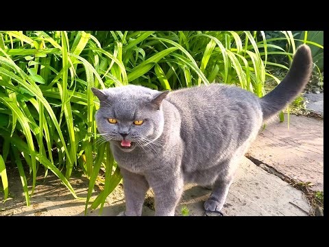 Coconut Blue British Shorthair Cat says Eeow