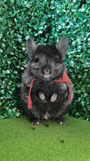 Baby Chinchillas on TikTok