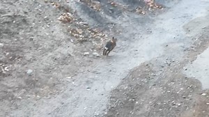 Kind woman rescues a bunny that was stuck in a fence *animal rescue*