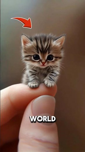 Top 5 SMALLEST cats in the world 😺🌏 #top5 #animalfacts