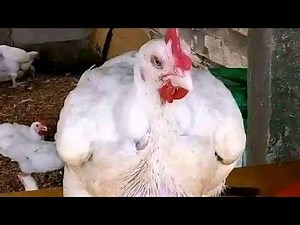 Broilers Feed formulation
