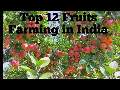 Top 12 Fruits Farming in India