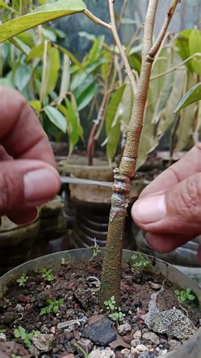 Remove grafting tape #graftingresult #graftingdurian #graftingtutorial
