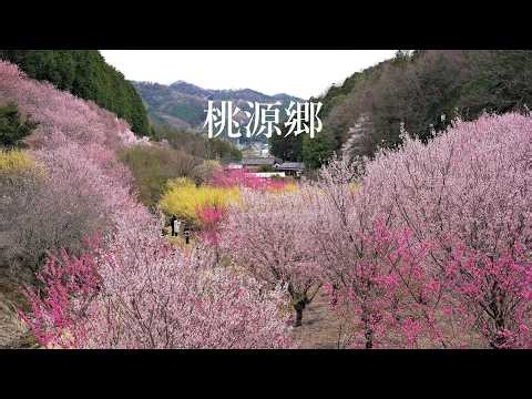花の里山 小川町の桃源郷 花桃 山桜 山茱萸 静かな里山の春