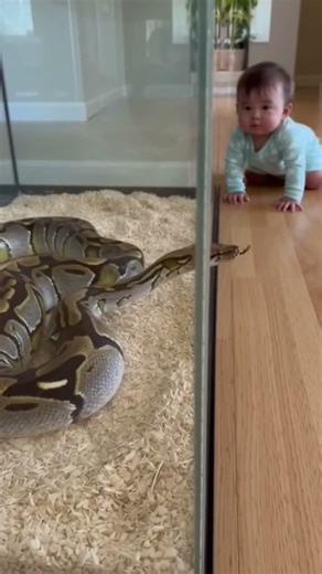 Baby vs Python… Calm, Curious & Completely Safe 😳🐍👶