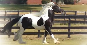 Breathtaking Gypsy Vanner Horse Stands Out From The Rest