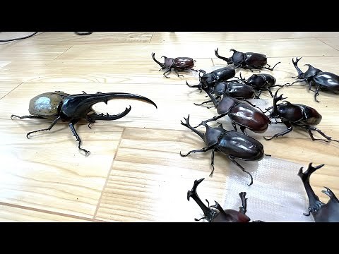 Hercules Beetle vs. the Beetle Army
