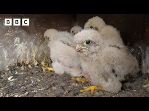 🔴 LIVE wildlife cameras 🐣 5 June 🌺 BBC Springwatch 2024