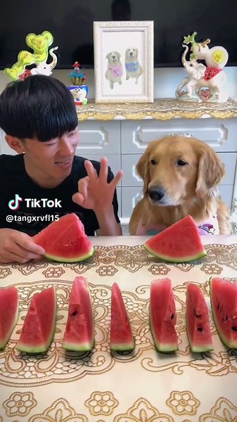 Dogs Eating Watermelon Compilation