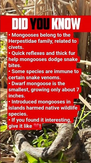 Don't be afraid of snakes! Some incredible facts about the mongoose that will surprise you 😲
