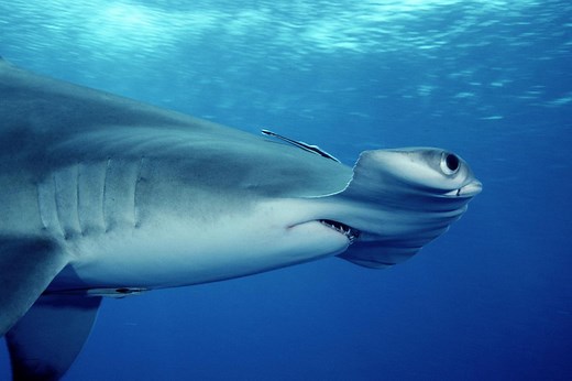 How Ovoviviparous Animals Incubate Their Eggs?