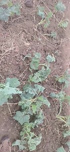 Please help how do we take care of this worms #. #trending @followers #fyp #viral #sirpeter | SirPeter Kamupira