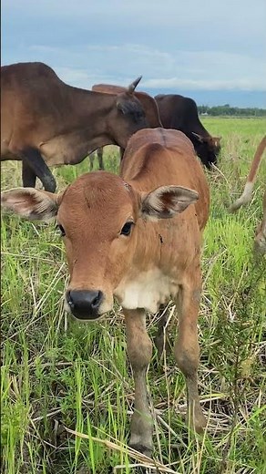 🐄 These Happy Country Cows Can't Stop Enjoying This Endless Green Field! 🌿 ⭐