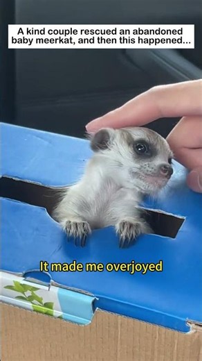 Meerkat pup rescue #wildliferescue #lovestory #animals #rescueefforts #wildlife #cute#meerkat