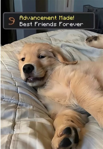 minecraft style pet achievement challenge tutorial how to make a minecraft style pet achievement challenge, just upload a photo of your pet to make it how to make the pet achievement challenge trend how to make a pet achievement challenge photo how to add a minecraft achievement frame to a photo how to add a minecraft achievement to a photo best friends forever pet tutorial how to do the dog achievement trend how to do the dog trend how to do achievement trenddog how to do achievement made the e