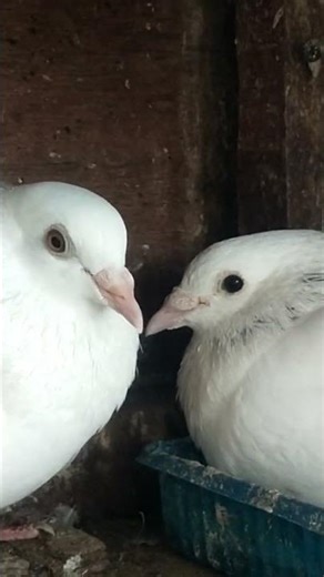 white tippler / pigeon update