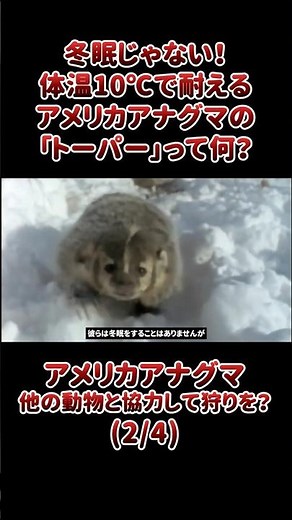 It's not hibernation! What is the "torper" of the American badger, which can survive at a body te...