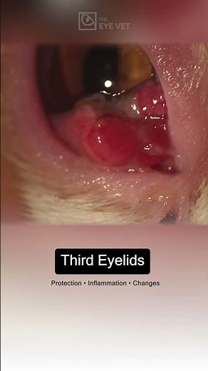 What Does Slit Lamp Exam Show? - The Eye Vet