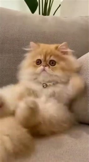 When her toy is taken away. #funny #cat