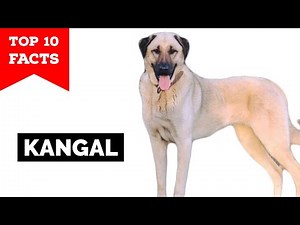 Kangal - Top 10 Facts